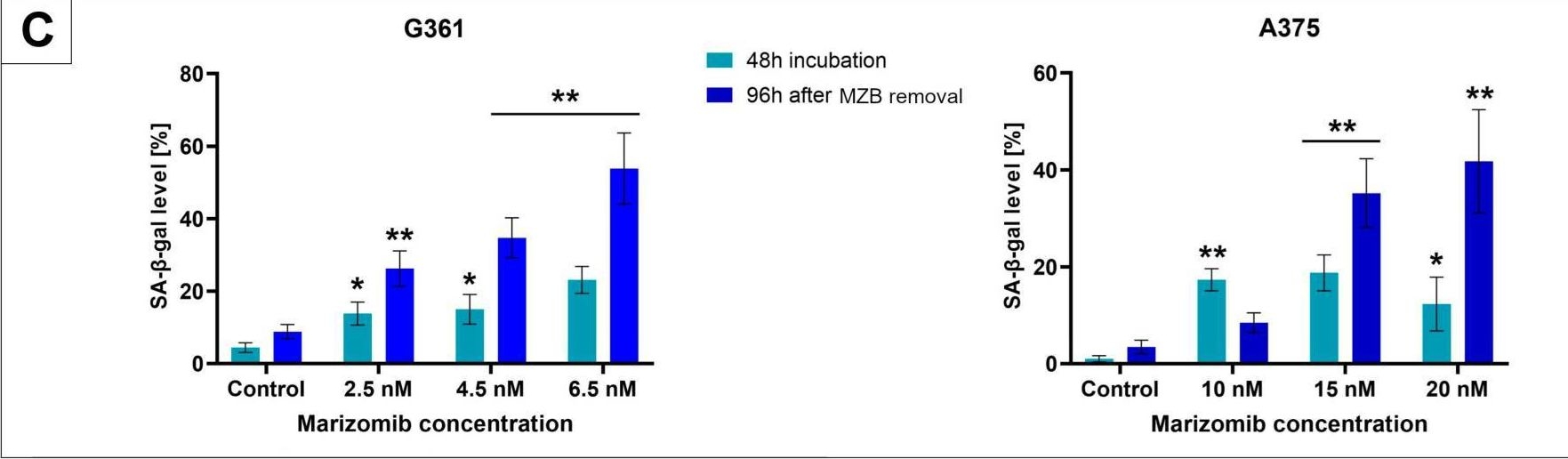 Fig.1.C from the publication: Marizomib Promotes Senescence or Long-Term Apoptosis in Melanoma Cancer Cells.