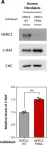 Fig.1.A showing Western Blotting from the publication: HERC2 deficiency activates C-RAF/MKK3/p38 signalling pathway altering the cellular response to oxidative stress.