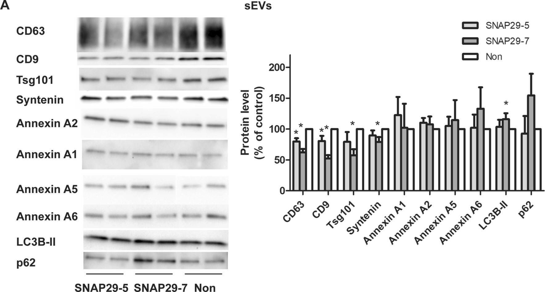 Fig.5.A showing Western Blotting from the publication: siRNA screening reveals that SNAP29 contributes to exosome release.