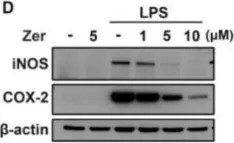 Fig.5.D showing Western Blotting in a Mus musculus (House mouse) sample from the publication: Role of Zerumbone, a Phytochemical Sesquiterpenoid from Zingiber zerumbet Smith, in Maintaining Macrophage Polarization and Redox Homeostasis.