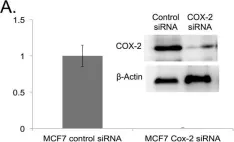 Fig.8.A showing Western Blotting in a Homo sapiens (Human) sample from the publication: TRAIL-mediated apoptosis in breast cancer cells cultured as 3D spheroids.