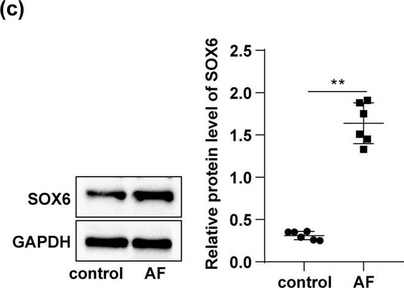 Fig.1.C showing Western Blotting in a Rattus norvegicus (Rat) sample from the publication: Effect of miR-499-5p/SOX6 axis on atrial fibrosis in rats with atrial fibrillation.