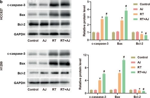 Fig.2.B showing Western Blotting in a Homo sapiens (Human) sample from the publication: Ampelopsis japonica enhances the effect of radiotherapy in non-small cell lung cancer.