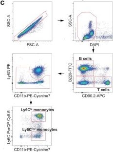 Fig.3.C showing Flow cytometry/Cell sorting in a Mus musculus (House mouse) sample from the publication: Circulating myeloid-derived MMP8 in stress susceptibility and depression.