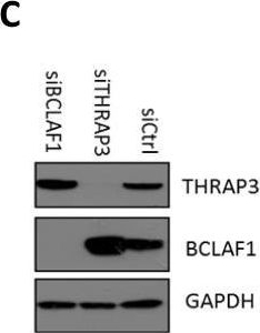 Fig.1.C showing Western Blotting from the publication: The RNA processing factors THRAP3 and BCLAF1 promote the DNA damage response through selective mRNA splicing and nuclear export.