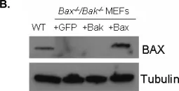 Fig.2.B showing Western Blotting in a Mus musculus (House mouse) sample from the publication: Nitric oxide induces cell death by regulating anti-apoptotic BCL-2 family members.