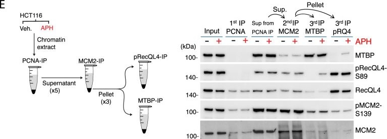 Fig.4.E showing Western Blotting in a Homo sapiens (Human) sample from the publication: Selective interactions at pre-replication complexes categorize baseline and dormant origins.