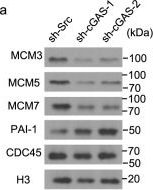 Fig.8.A showing Western Blotting from the publication: mTORC2-driven chromatin cGAS mediates chemoresistance through epigenetic reprogramming in colorectal cancer.