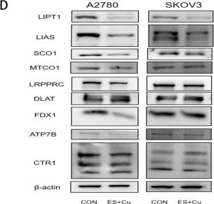 Fig.4.D showing Western Blotting from the publication: LRPPRC-Driven Oxidative Phosphorylation Is Associated with Elesclomol-Induced Cuproptosis in Ovarian Cancer.