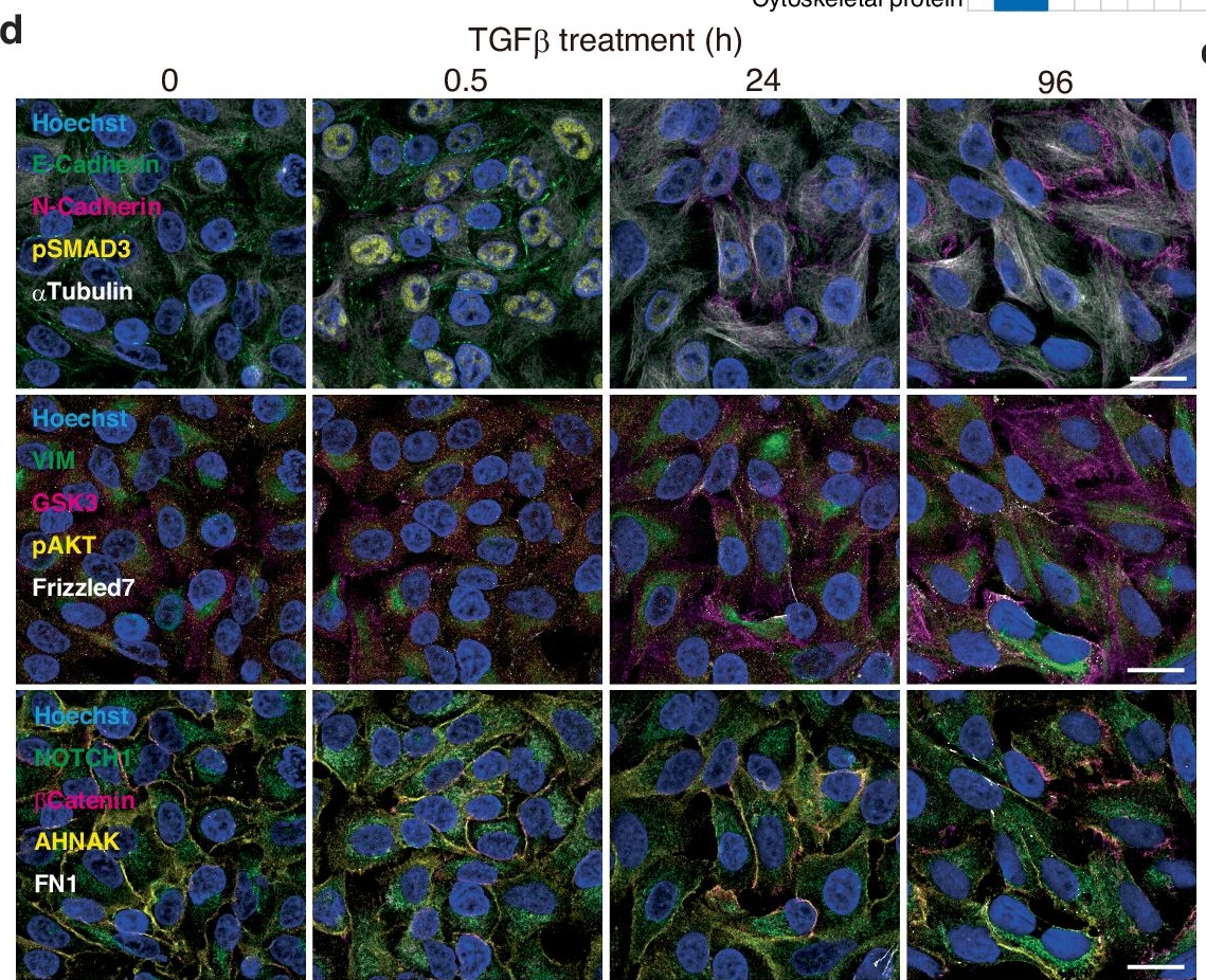 Fig.4.D showing Immunocytochemistry-immunofluorescence from the publication: Precise immunofluorescence canceling for highly multiplexed imaging to capture specific cell states.