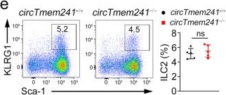Fig.1.E showing Flow cytometry/Cell sorting in a Mus musculus (House mouse) sample from the publication: Circular RNA circTmem241 drives group III innate lymphoid cell differentiation via initiation of Elk3 transcription.