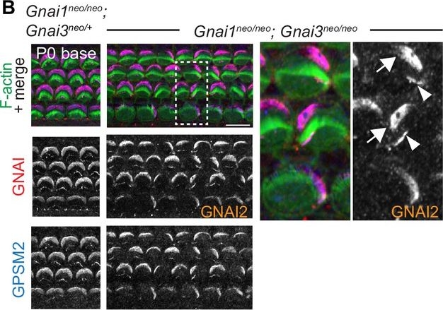 Fig.5.B showing Immunohistochemistry-immunofluorescence in a Mus musculus (House mouse) sample from the publication: Inhibitory G proteins play multiple roles to polarize sensory hair cell morphogenesis.