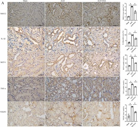 Fig.4.A showing Immunohistochemistry in a Rattus norvegicus (Rat) sample from the publication: Esaxerenone Attenuates Aldosterone-Induced Renal Fibrosis by Suppressing Fibroblast-to-Lymphatic Endothelial-like Cell Transdifferentiation.