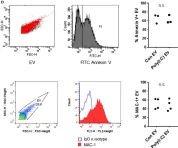 Fig.1.D showing Flow cytometry/Cell sorting from the publication: TLR3 Ligand Poly(I:C) Exerts Distinct Actions in Synovial Fibroblasts When Delivered by Extracellular Vesicles.