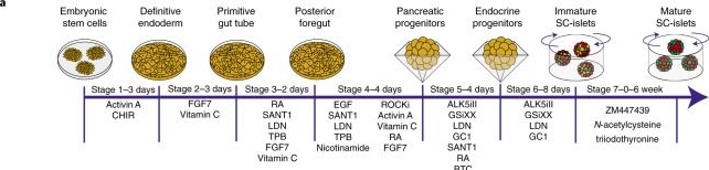 Fig.1.A from the publication: Functional, metabolic and transcriptional maturation of human pancreatic islets derived from stem cells.