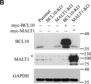 Fig.2.B showing Western Blotting in a Mus musculus (House mouse) sample from the publication: Adaptor protein 3BP2 regulates gene expression in addition to the ubiquitination and proteolytic activity of MALT1 in dectin-1-stimulated cells.