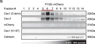 Fig.10.G showing Western Blotting from the publication: Tagging strategies strongly affect the fate of overexpressed caveolin-1.