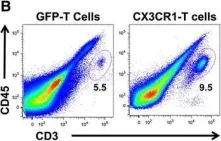 Fig.3.B showing Flow cytometry/Cell sorting in a Homo sapiens (Human) sample from the publication: Enhanced recruitment of genetically modified CX3CR1-positive human T cells into Fractalkine/CX3CL1 expressing tumors: importance of the chemokine gradient.