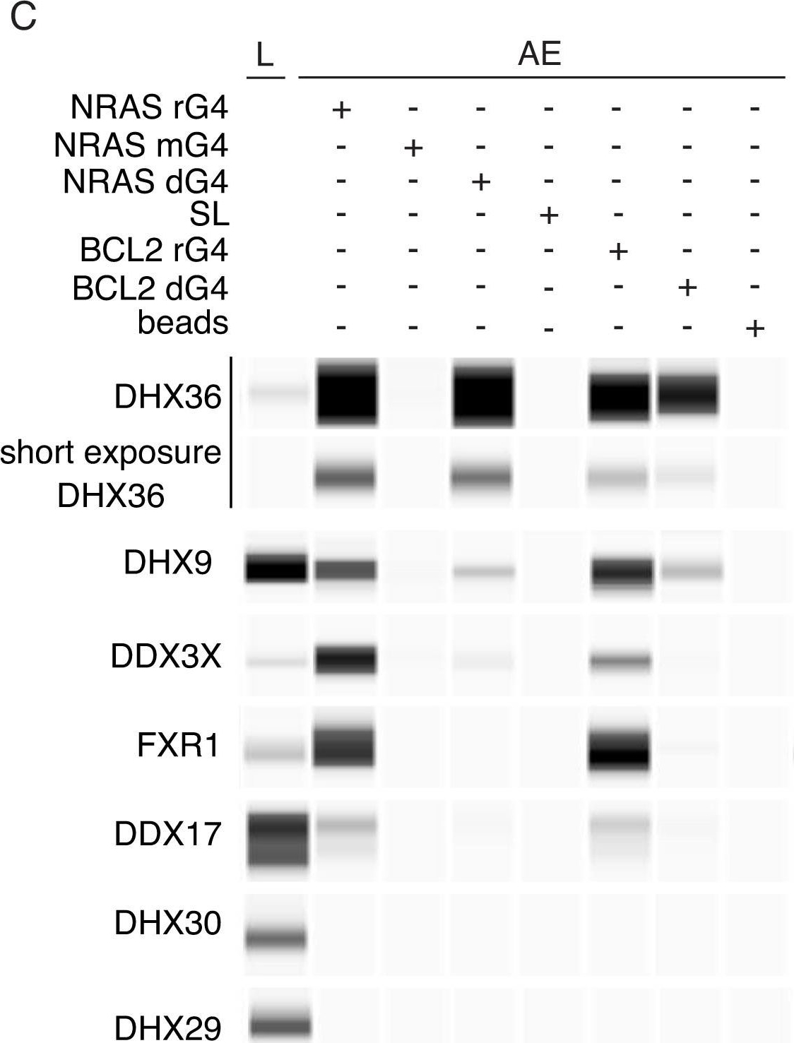 Fig.4.C showing Simple Western - Size in a Homo sapiens (Human) sample from the publication: Analysis of NRAS RNA G-quadruplex binding proteins reveals DDX3X as a novel interactor of cellular G-quadruplex containing transcripts.