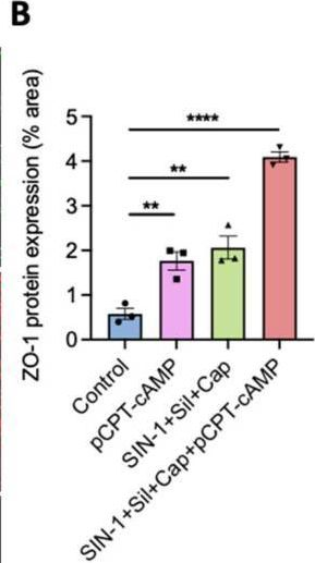 Fig.4.B from the publication: Combined Pharmacological Conditioning of Endothelial Cells for Improved Vascular Graft Endothelialization.