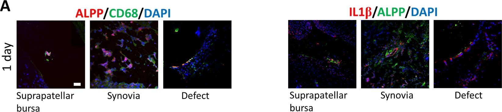 Fig.6.A showing Immunohistochemistry-immunofluorescence in a Rattus norvegicus (Rat) sample from the publication: Intra-articularly injected mesenchymal stem cells promote cartilage regeneration, but do not permanently engraft in distant organs.