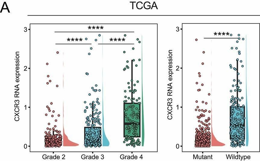 Fig.1.A showing Flow cytometry/Cell sorting in a Homo sapiens (Human) sample from the publication: Non-immune targeting of CXCR3 compromises mitochondrial function and suppresses tumor growth in glioblastoma.
