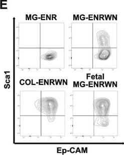 Fig.1.E showing Flow cytometry/Cell sorting from the publication: Collagen type I-mediated mechanotransduction controls epithelial cell fate conversion during intestinal inflammation.