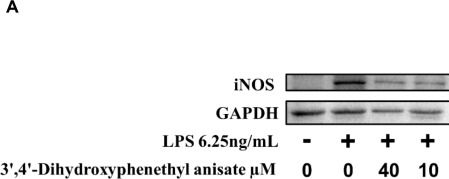 Fig.8.A showing Western Blotting in a Mus musculus (House mouse) sample from the publication: Prediction-Guided Biotransformation of p-Hydroxyphenethyl Anisate into a Novel 3',4'-Dihydroxyphenethyl Anisate with Potent Anti-Inflammatory, Anti-Melanoma, and Antioxidant Activities.
