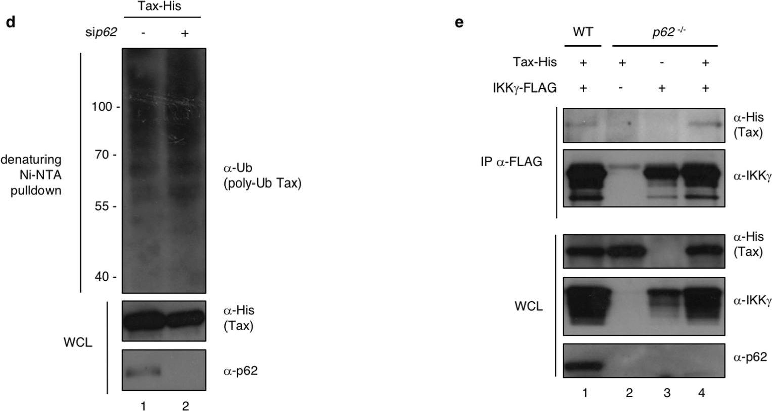 SQSTM-1/p62 potentiates HTLV-1 Tax-mediated NF-κB activation through its ubiquitin binding function.
