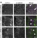 Fig.3.B showing Immunocytochemistry-immunofluorescence from the publication: Coactosin-like protein 1 regulates integrity and repair of model intestinal epithelial barriers via actin binding dependent and independent mechanisms.