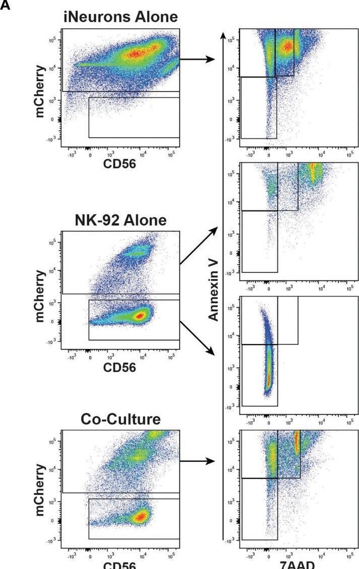 CD56 antibodies - Antibody search engine - CiteAb