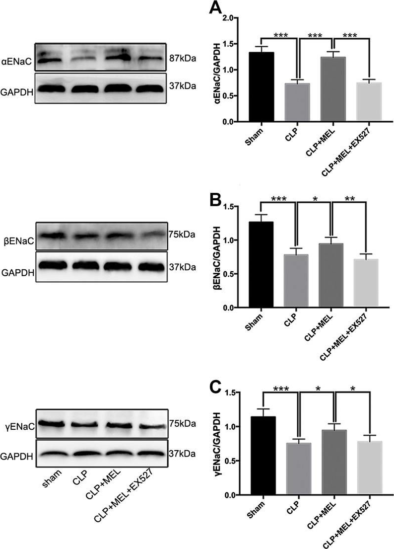 Fig.4.A,B,C showing Western Blotting in a Mus musculus (House mouse) sample from the publication: Melatonin Attenuates Sepsis-Induced Acute Lung Injury Through Improvement of Epithelial Sodium Channel-Mediated Alveolar Fluid Clearance Via Activation of SIRT1/SGK1/Nedd4-2 Signaling Pathway.