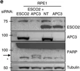 Fig.4.E showing Western Blotting from the publication: Defective sister chromatid cohesion is synthetically lethal with impaired APC/C function.