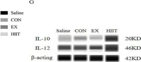 sc 47778 beta Actin Antibody C4 Santa Cruz Biotechnology CiteAb