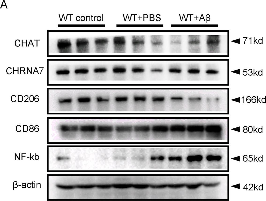 CHRNA7 antibodies - Antibody search engine - CiteAb