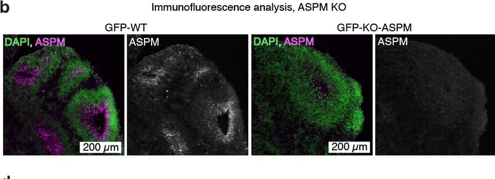 Fig.8.B showing Immunohistochemistry-immunofluorescence from the publication: Cerebral organoids display dynamic clonal growth and tunable tissue replenishment.