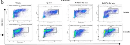 Fig.3.B showing Flow cytometry/Cell sorting in a Mus musculus (House mouse) sample from the publication: The effects of high plasma levels of Aβ1-42 on mononuclear macrophage in mouse models of Alzheimer's disease.