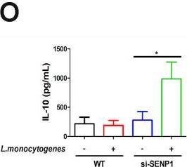 Fig.5.O showing Enzyme-linked immunosorbent assay from the publication: SENP1-SIRT3 axis mediates glycolytic reprogramming to suppress inflammation during Listeria monocytogenes infection.