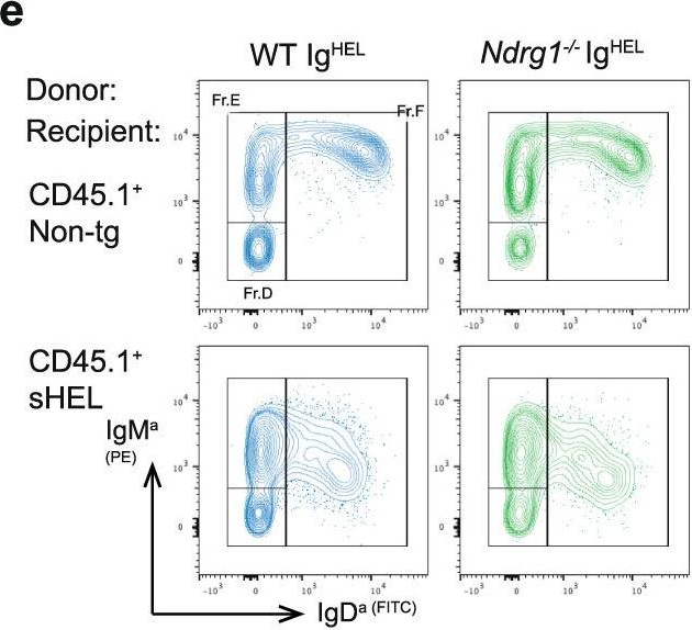Fig.4.E showing Flow cytometry/Cell sorting in a Mus musculus (House mouse) sample from the publication: NDRG1 is induced by antigen-receptor signaling but dispensable for B and T cell self-tolerance.