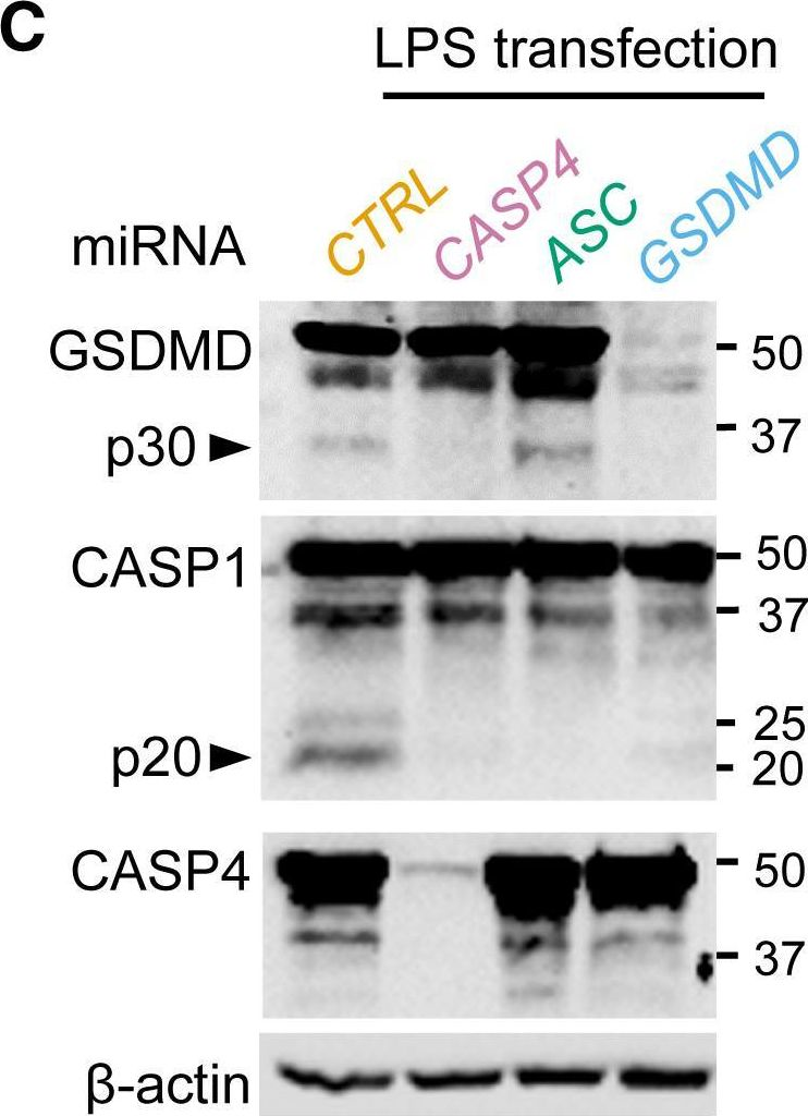 Fig.2.C showing Western Blotting in a Homo sapiens (Human) sample from the publication: Enteropathogenic Escherichia coli Stimulates Effector-Driven Rapid Caspase-4 Activation in Human Macrophages.