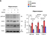 Fig.3.C showing Western Blotting in a Mus musculus (House mouse) sample from the publication: Pharmacological Inhibition of Spleen Tyrosine Kinase Suppressed Neuroinflammation and Cognitive Dysfunction in LPS-Induced Neurodegeneration Model.