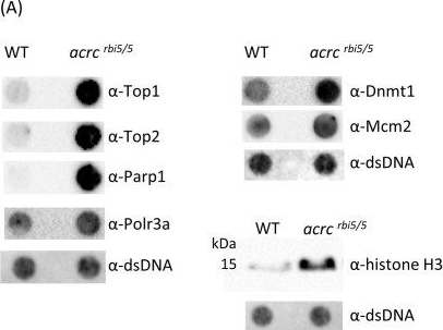 Fig.6.A showing Western Blotting in a Danio rerio (Zebrafish) sample from the publication: ACRC/GCNA is an essential protease that repairs DNA-protein crosslinks during vertebrate development.