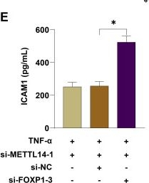 Fig.6.E showing Enzyme-linked immunosorbent assay from the publication: Regulatory role and molecular mechanism of METTL14 in vascular endothelial cell injury in preeclampsia.