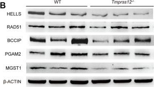 Fig.8.B showing Western Blotting in a Mus musculus (House mouse) sample from the publication: TMPRSS12 Functions in Meiosis and Spermiogenesis and Is Required for Male Fertility in Mice.