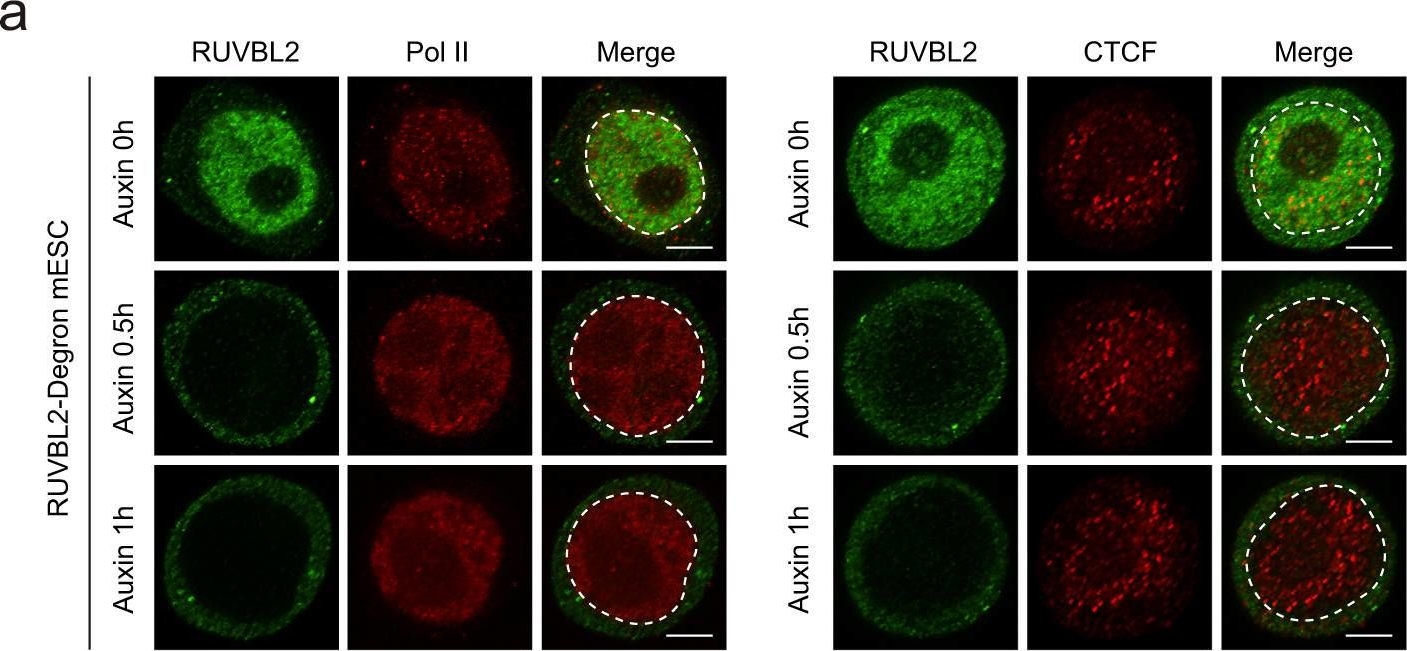 Fig.2.A showing Immunocytochemistry-immunofluorescence from the publication: The transcriptional coactivator RUVBL2 regulates Pol II clustering with diverse transcription factors.