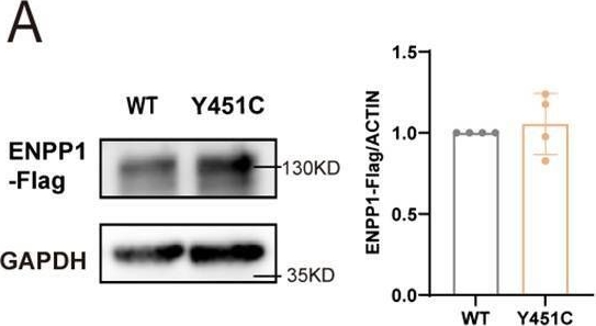 Fig.2.A showing Western Blotting in a Homo sapiens (Human) sample from the publication: Impact of the ENPP1 mutation on bone mineralization and ectopic calcification: evidence from in vitro and in vivo models.