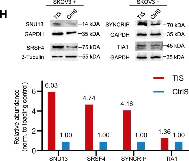 Fig.4.H showing Western Blotting in a Homo sapiens (Human) sample from the publication: Therapy-induced secretion of spliceosomal components mediates pro-survival crosstalk between ovarian cancer cells.