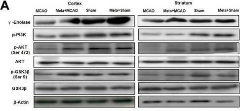 Fig.4.A showing Western Blotting in a Rattus norvegicus (Rat) sample from the publication: Melatonin Protects MCAO-Induced Neuronal Loss via NR2A Mediated Prosurvival Pathways.