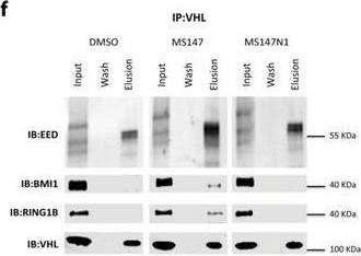 Fig.3.F showing Western Blotting from the publication: Targeted Degradation of PRC1 Components, BMI1 and RING1B, via a Novel Protein Complex Degrader Strategy.