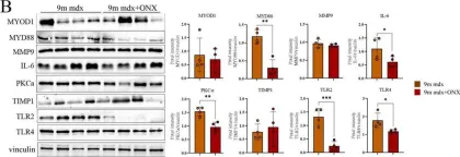 Fig.4.B showing Western Blotting from the publication: Immunoproteasome Inhibition Ameliorates Aged Dystrophic Mouse Muscle Environment.